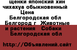 щенки японский хин-чихахуа обыкновенный › Цена ­ 3 500 - Белгородская обл., Белгород г. Животные и растения » Собаки   . Белгородская обл.